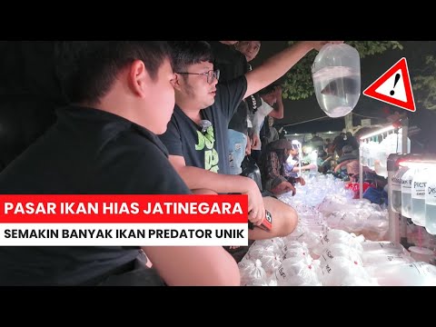 BORONG IKAN PREDATOR