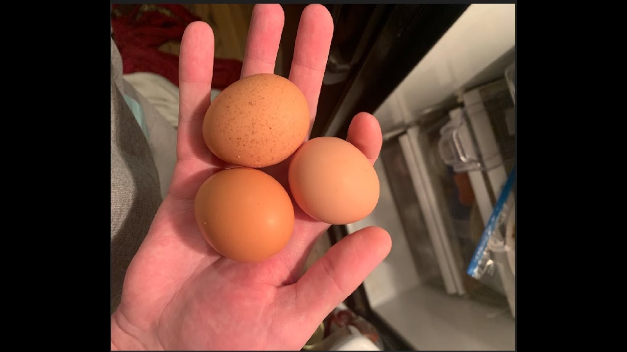 Meat Chicken Breeding Project Week 22 to 25