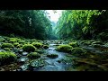 Peaceful River Flow in the Heart of the Rainforest | Deep Sleep Water Sounds