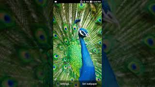 peacocks wallpaper screenshot 3