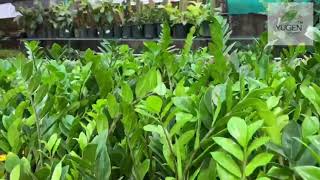 Yugen Agro NH47, near Bharat Benz, Nedumbassery. 9846822345  #yourhorticultureexpert #indoorplant #o