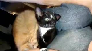 Mr. Mistoffelees the Original Conjuring Cat Wealth