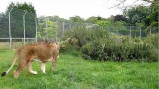 African Lions Playing At Linton Zoo