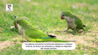 Aprendamos de los pájaros