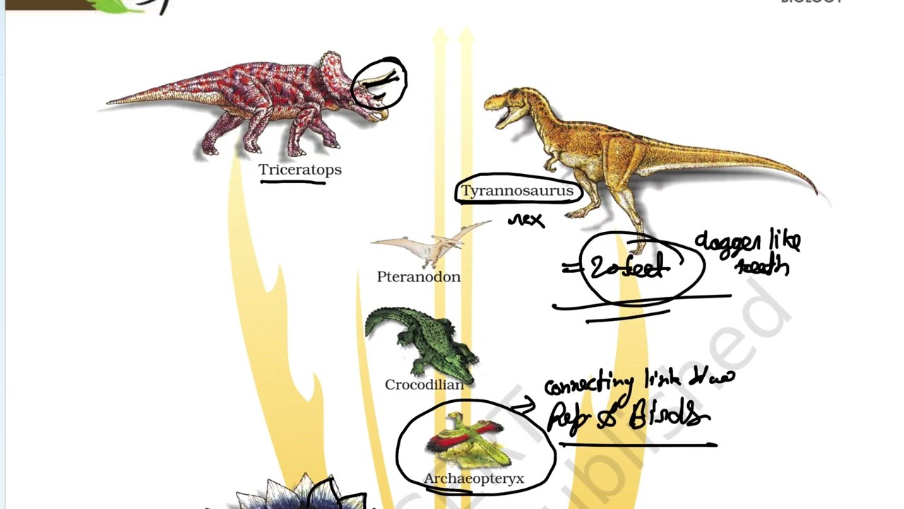 Evolution | One Shot Lecture | NCERT Line by Line | NEET & Class 12 ...