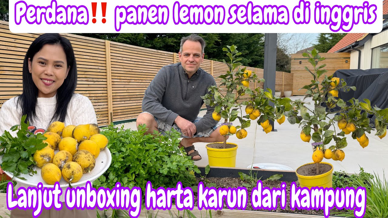 PERDANA‼️PANEN LEMON DI INGGRIS || LANJUT UNBOXING HARTA KARUN DAR INDO