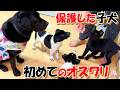 【捨て犬 子犬 保護】初めてのオスワリ+おまけコーナー