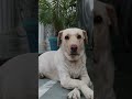 stay with me 😊 #pets #goldendoodle #dog #shorts #shortvideo #ytshorts #yt #trending #viral #labrador