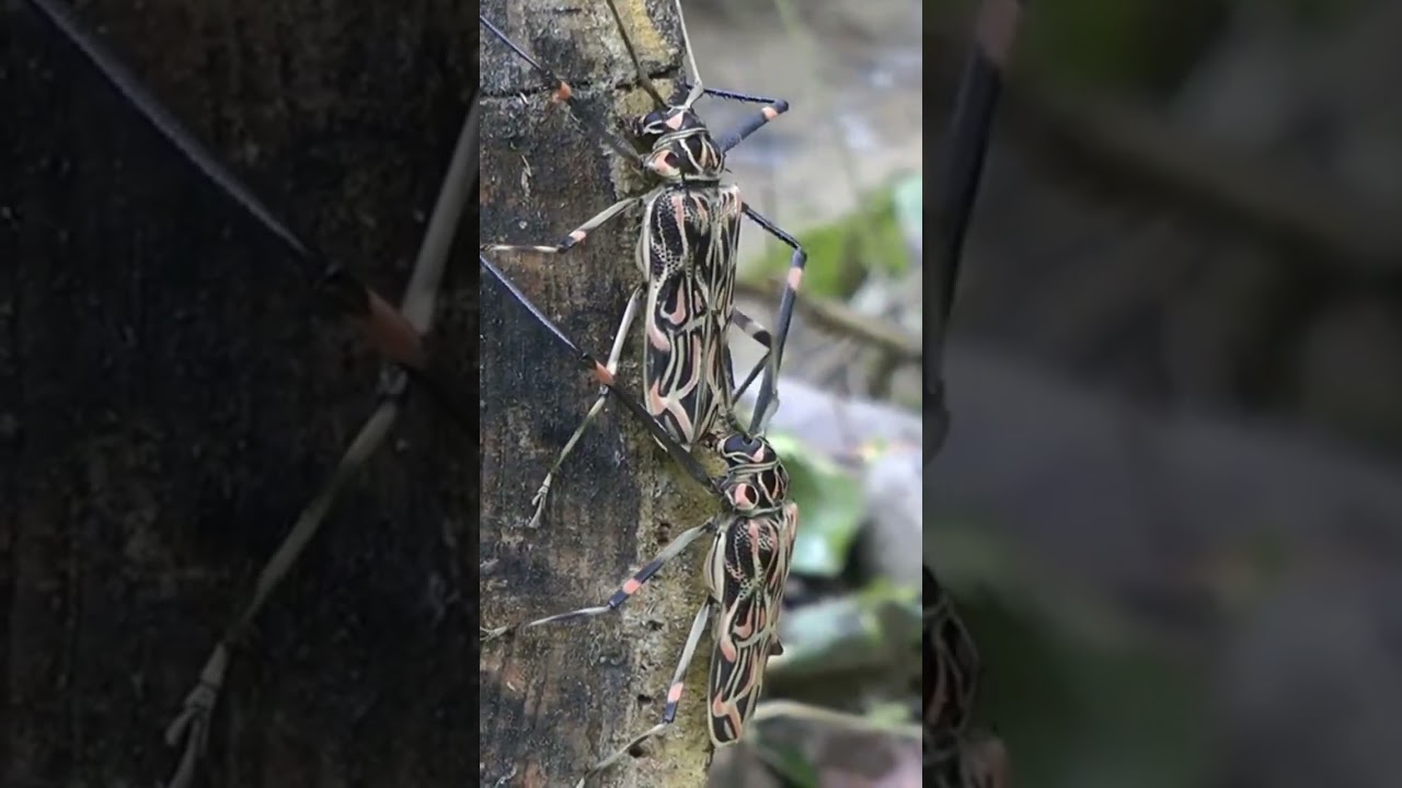 Крупный жучара - Арлекин бразильский длинноногий Acrocinus longimanus. Это вам не майский жук