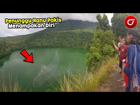 VIRAL Kemunculan Ikan Purba Raksasa Penunggu Danau Ranu Pakis Bikin Warga Geger !! Ikan Sebesar Bus