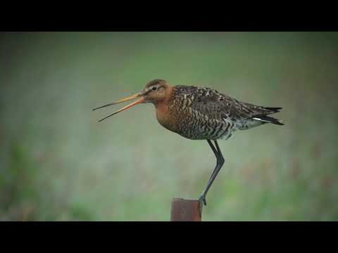 Black tailed   Godwit   Grutto   Leiderdorp   The Netherlands   Luuk Punt 190520 1