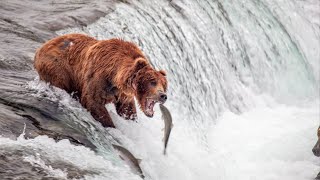 INCREDIBLE BROOKS FALLS BEARS 2020!! (Alaska!)