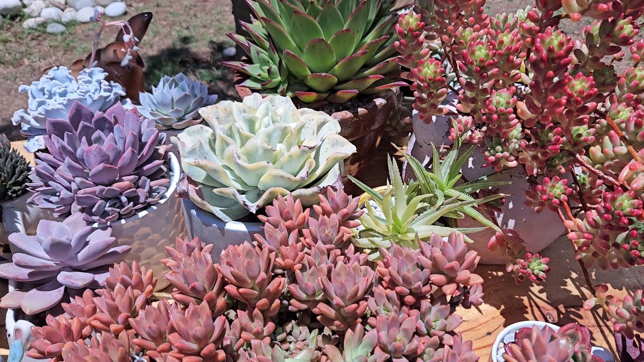 RETO TOP 10 DE SUCULENTAS DE DIFERENTES COLORES #suculentas #plantas #plants  #garden 