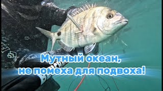 картинка: Подводная охота в Португалии! Мутный океан.