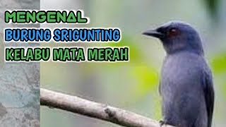 Mengenal Burung Srigunting Kelabu Mata Merah | singing birds