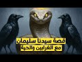 قصة نبي الله سليمان مع الغراب ولماذا أمر بقتل الحي ة