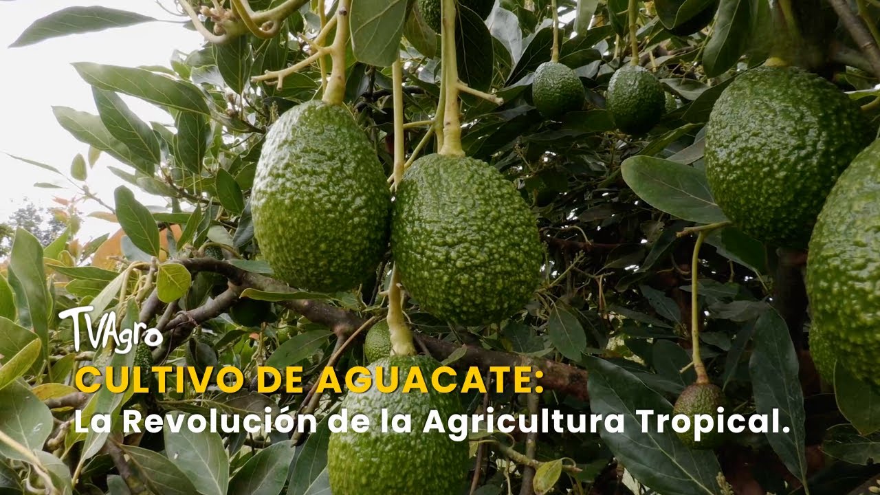 Cultivo de Aguacate: La Revolución de la Agricultura Tropical - TvAgro por Juan Gonzalo Angel