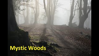 Mystic Woods - Short film of a misty morning in Epping Forest