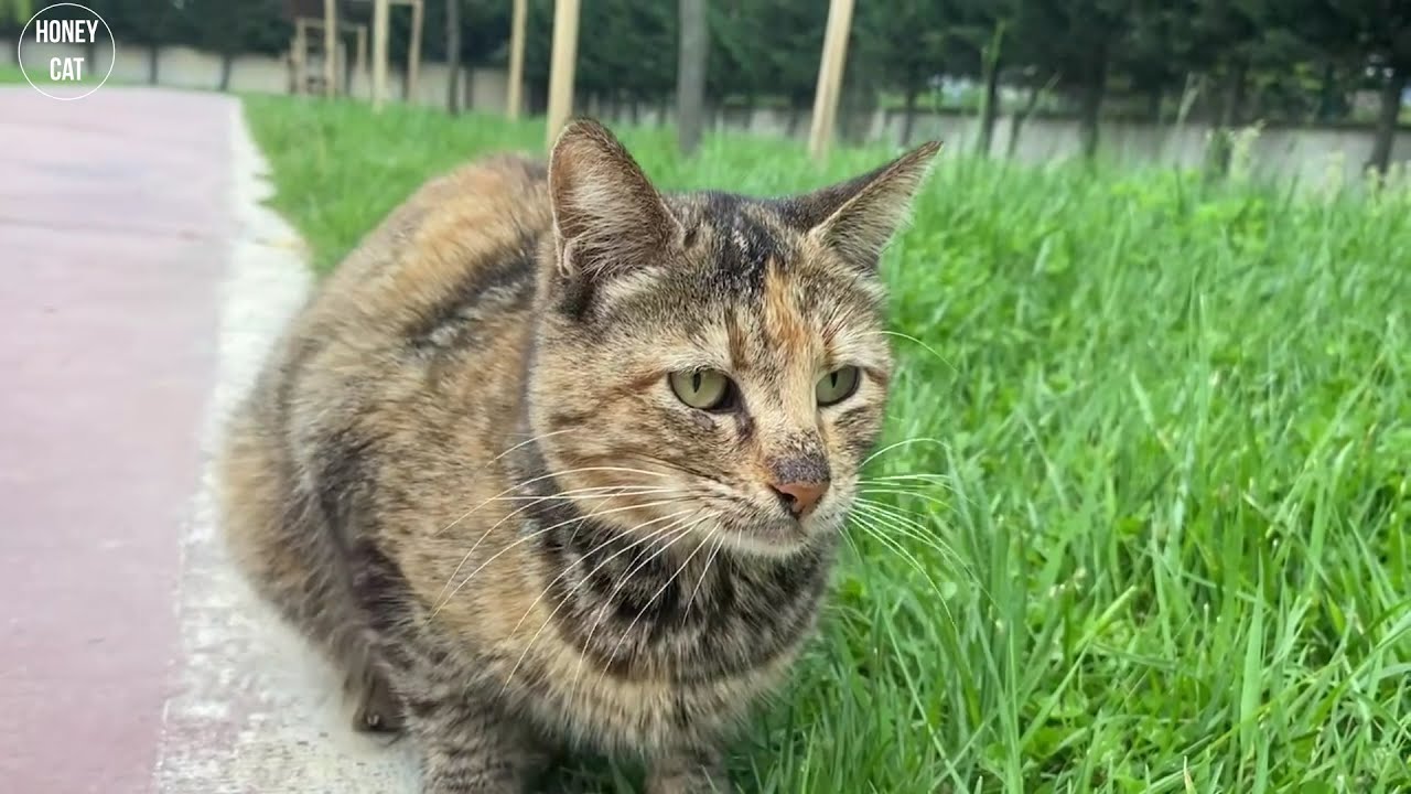 Beaten Cat Is Afraid Of People YouTube