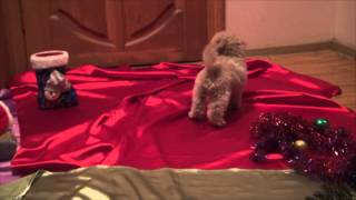 Puppy Toy Poodle Apricot Gently Born Erho