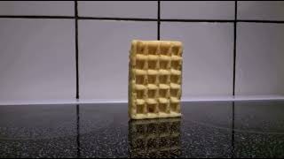 Waffle Falling Over #2