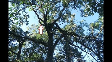How to Pull Down a Hung-up Tree Limb that’s too High to Reach