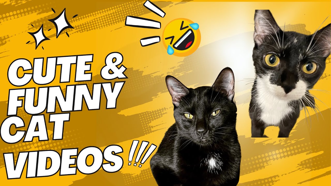 Cute and Funny Cat Videos |Funny Cats and Kittens Meowing Compilation # ...