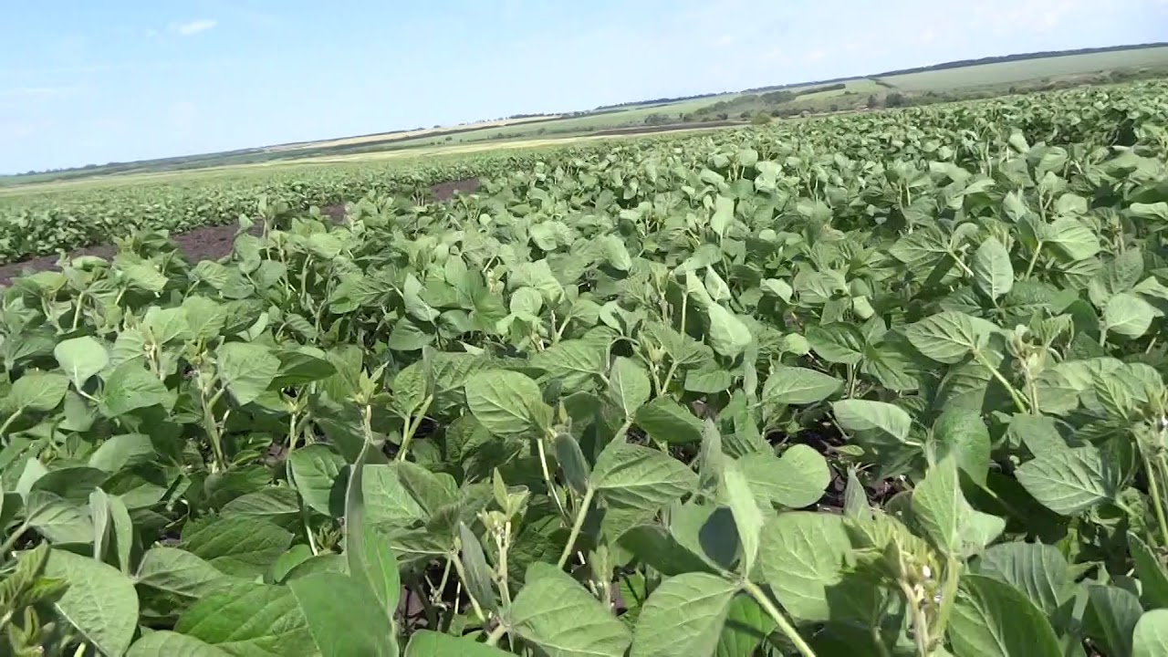 соя пруденс. семена сои нс. соя пруденс. соя пруденс. соя пруденс.