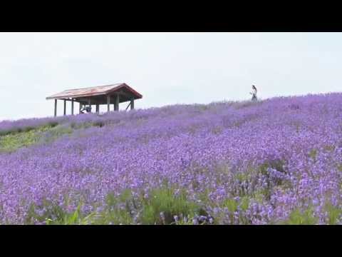 黒瀬ラベンダー園」のラベンダー畑が見頃 @北海道砂川市 Sunagawa