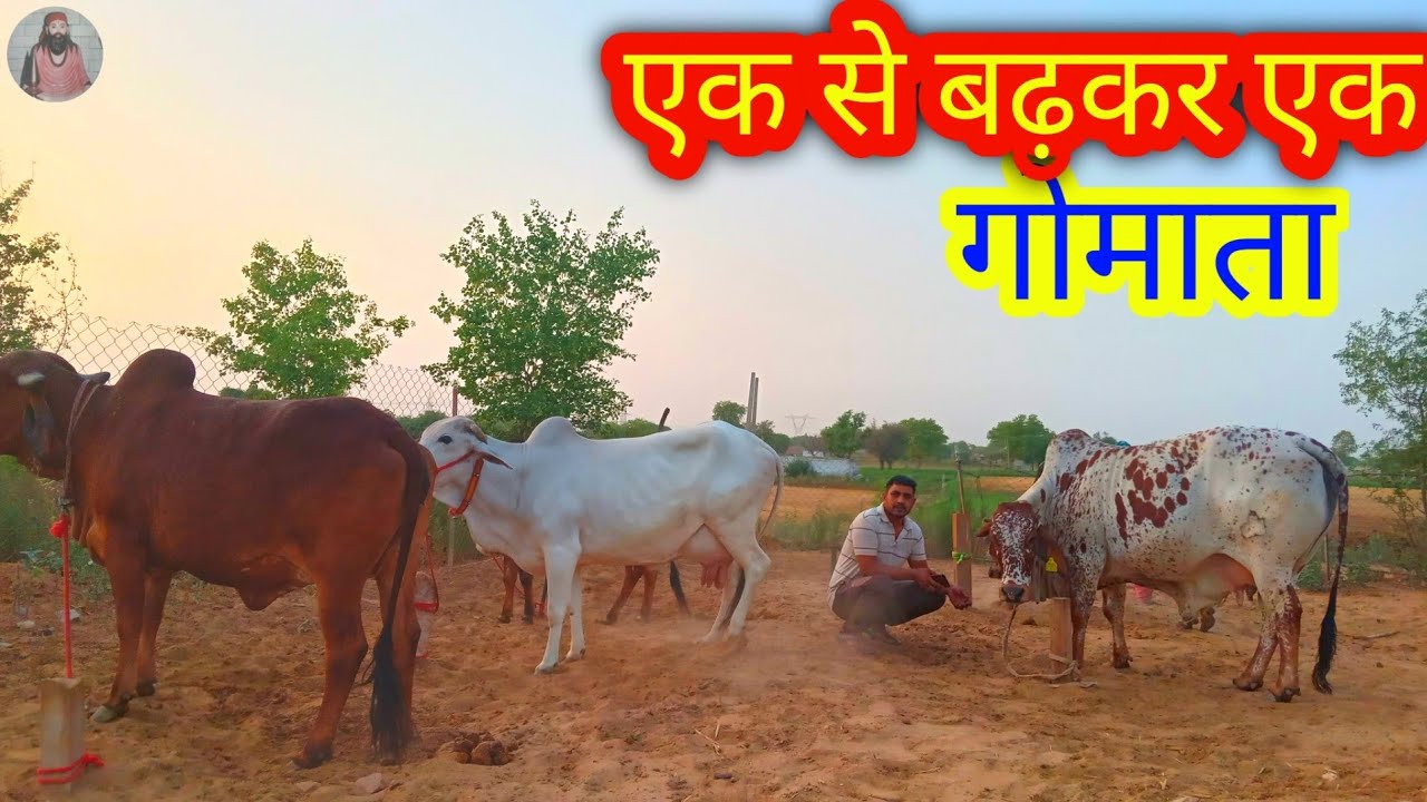 🙏🙏 top quality cows - rathi , tharparkar , gir , haryana - desi cow for ...