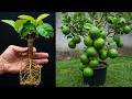 🍋‍🟩How to Grow Lime Trees by Air Layering and Cutting with 100% Success At Home Easily!🌱 #lime #live