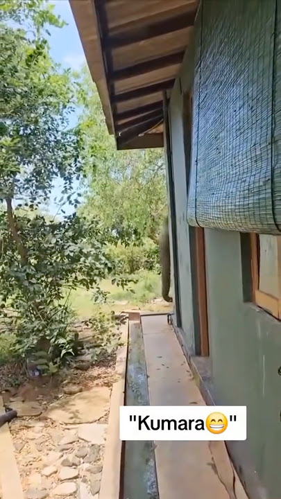 කවුද මේ කුමාර 😱 #viral #flypシ #trending #elephant #srilanaka #wow #confused