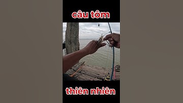 câu tôm càng xanh 7 #huynhkhoafishing #fishing #câutôm #mientay #vlog