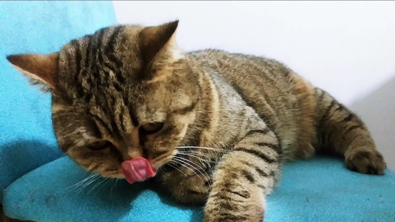 The key to a successful relationship between a cat and a human is patience🐱