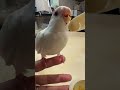 まろルクチャンネル｜オカメインコ “ ルク ” の日常。｜2024.11.09｜Shot On Apple iPhone 15 Pro Max｜#shorts