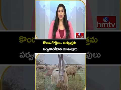 TO THE POINT : కొండ గొర్రెలు.. అత్యుత్తమ పర్వతారోహక జంతువులు | hmtv