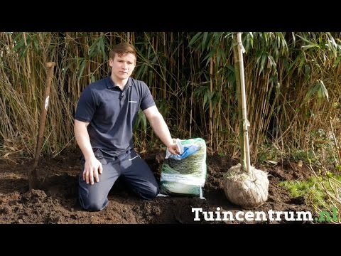 Video: Fruitbomen En Struiken Voor In De Tuin