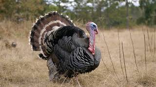 Turkey Sound Effects - Turkey Gobbling