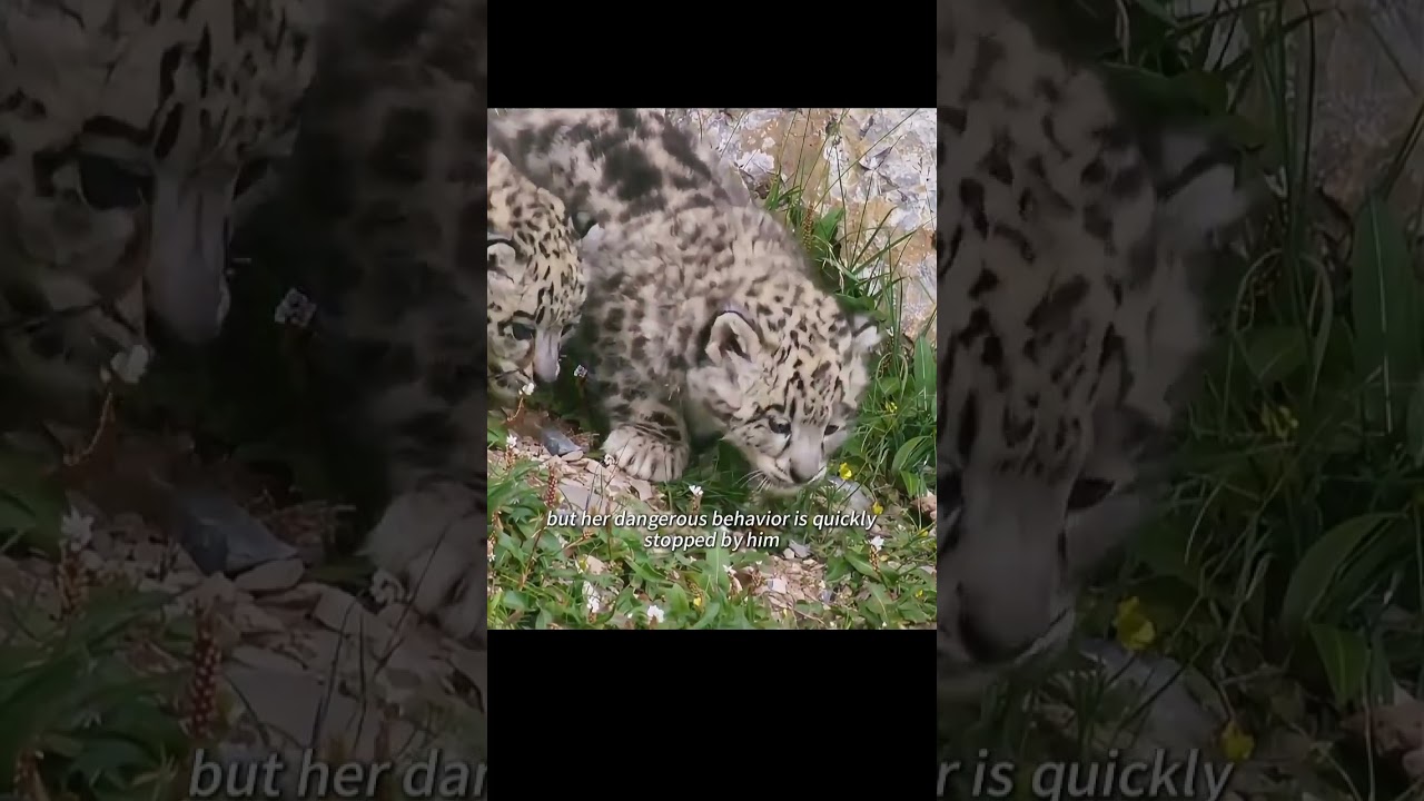 This snow leopard cub has gone missing