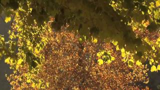 Fall Foliage 2014 (closing shots)