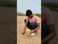 বরবটির বীজ এই পদ্ধতিতে লাগালে ফলন ভালো হয় #farming #villagelife #viralvideo #minivlogs #shorts