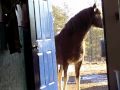 Spanish Mustang Horse Waiting at Door for a carrot.