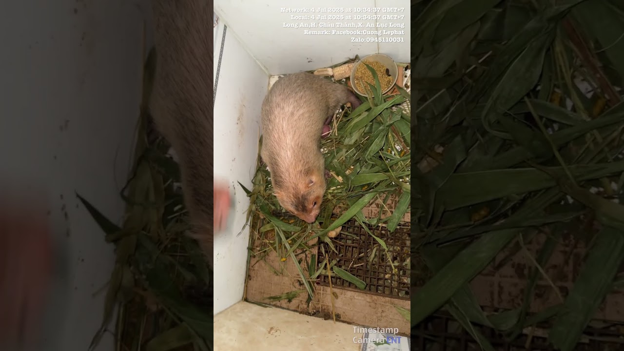 Trại dúi má đào Châu Thành,Long An cũ giờ là xã An Lục Long,tỉnh Tây Ninh.Giống LH Cường 0945110031