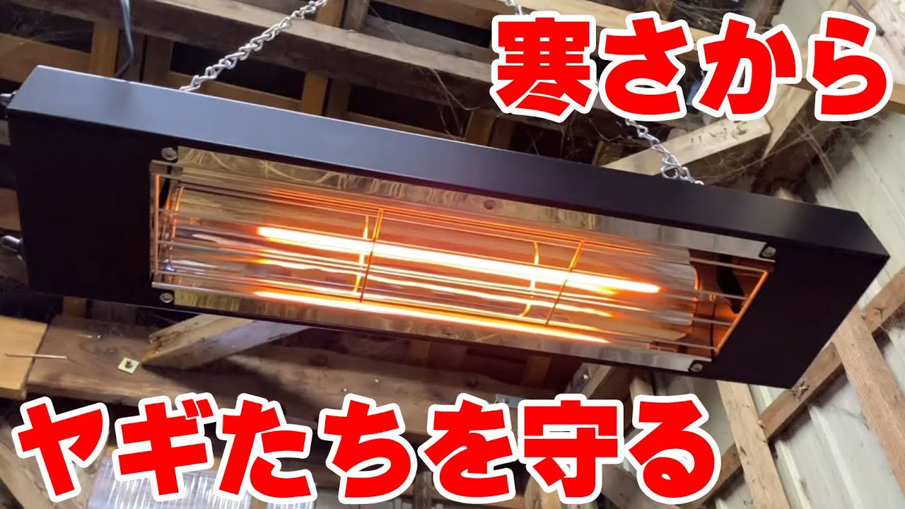 ペットにも安心！家畜用カーボンヒーター ヤギたちを寒さから守れ