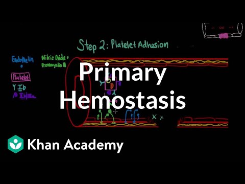 Primary hemostasis | Advanced hematologic system physiology | Health & Medicine | Khan Academy