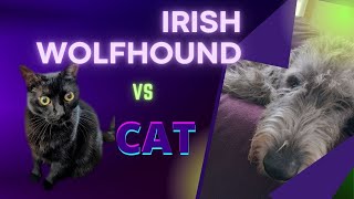 Irish Wolfhound VS Cat