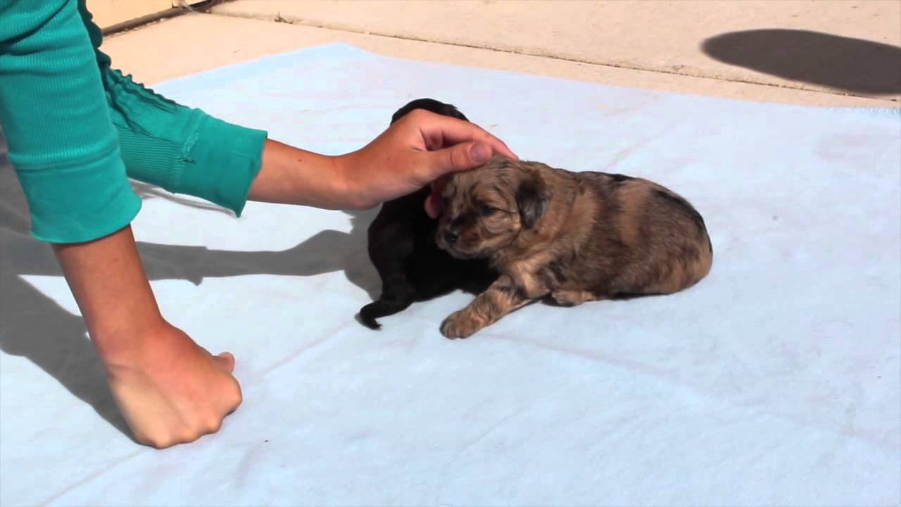 Mini & Toy Aussiedoodles at Cafe Au Lait Aussiedoodles YouTube