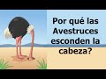 Por qué las avestruces esconden la cabeza en la tierra?