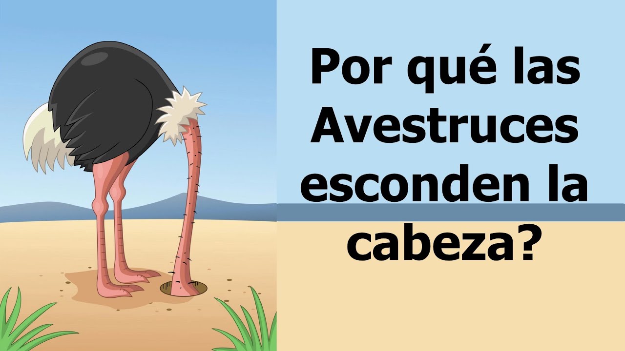 Por Qu Las Avestruces Esconden La Cabeza En La Tierra YouTube por-qu-las-avestruces-esconden-la-cabeza-en-la-tierra-youtube