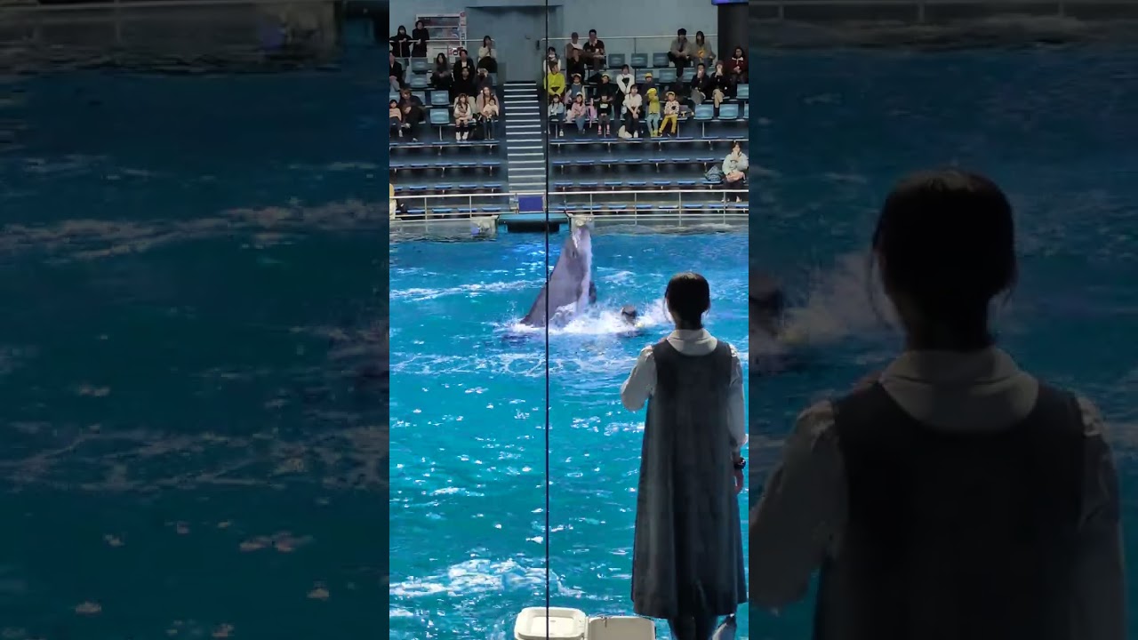 アクアパーク品川のイルカショー